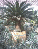 cycas revoluta